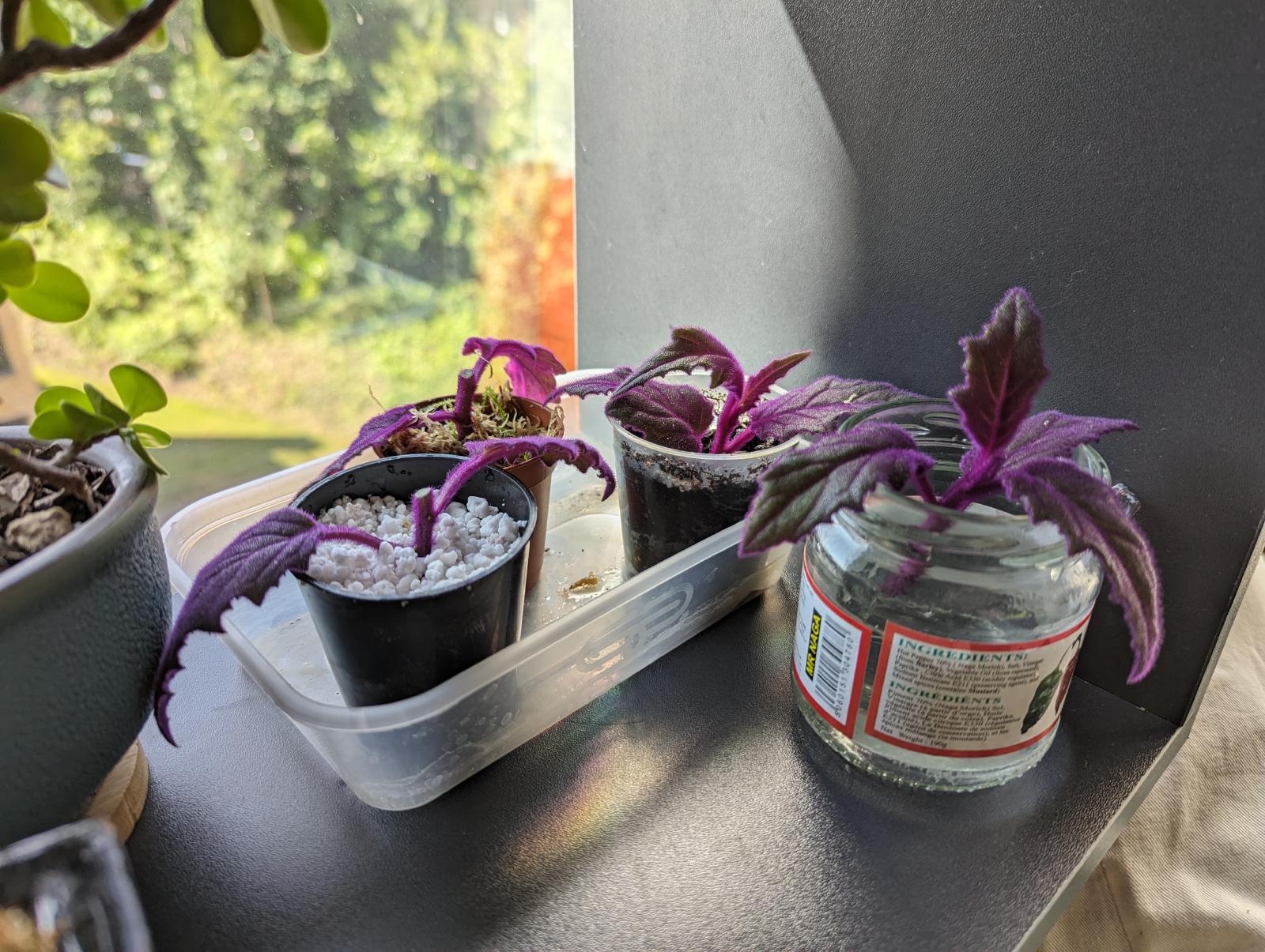 Image showing four cuttings in front of the pots of solid potting media. In the left hand corner of the image is the mother plant