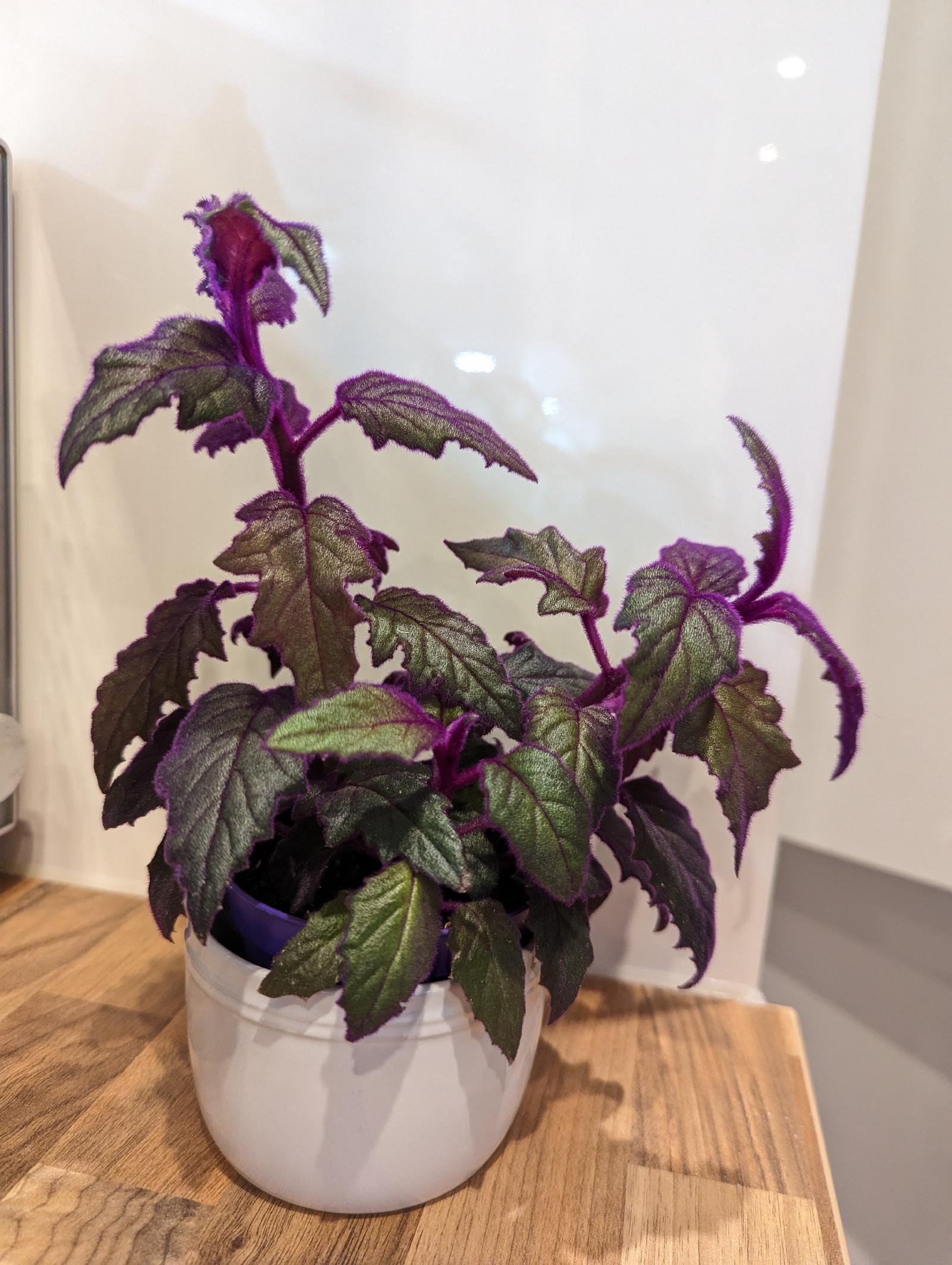 Picture of purple passion plant sitting on kitchen counter. The plant has two long stems and several shorter ones. The stems and the top leaves are deep purple and the lower leaves are more green.