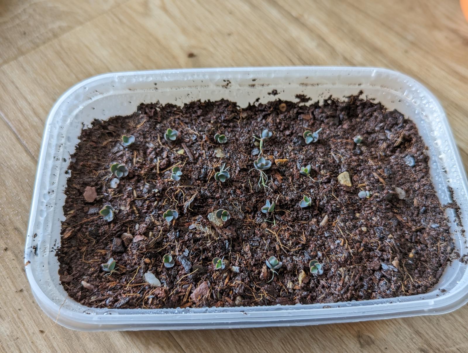 Tray of potting mix with plantlets spaced roughly 1cm apart from each other. The plantlets are very small and hard to see among the potting mix.