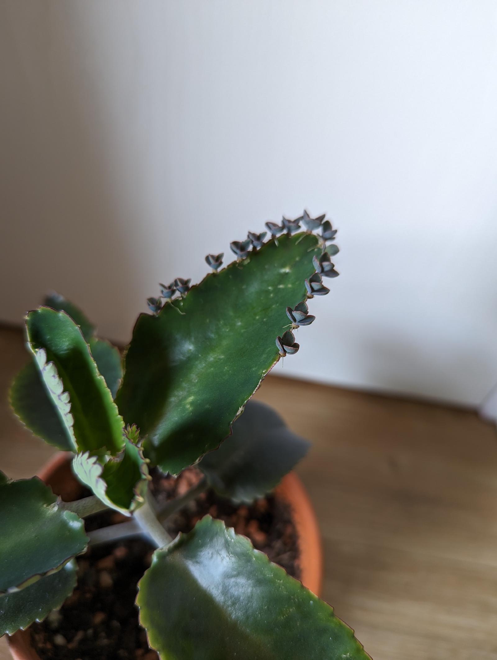 Picture of a mother of thousands plant in a terracotta pot. The plant has 4 sets of leaves and on the second set from the top, several plantlets are forming. The beginnings of some nodules are forming on the top set of leaves.