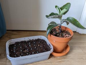 Growing Kalanchoe Daigremontiana From Plantlets